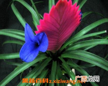 紫花凤梨的养殖方法和注意事项