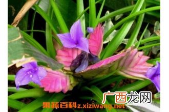 紫花凤梨的养殖方法和注意事项