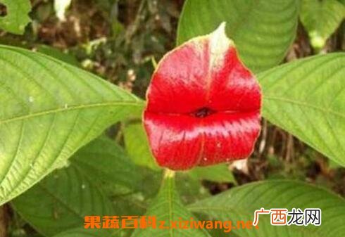 嘴唇花的养殖方法和养殖技巧