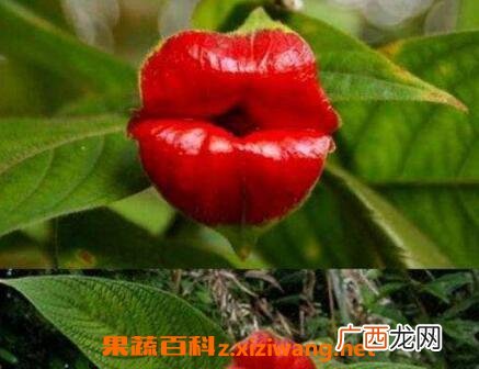 嘴唇花的养殖方法和养殖技巧
