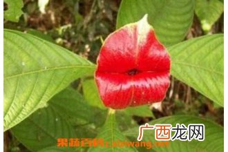 嘴唇花的养殖方法和养殖技巧
