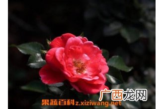 钻石玫瑰花的养殖方法和养殖技巧