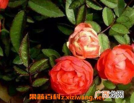 钻石玫瑰花的养殖方法和养殖技巧