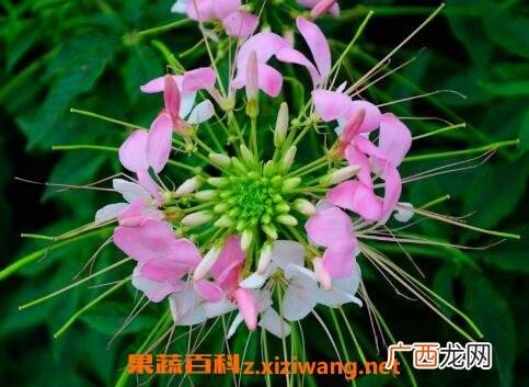 醉蝶花的养殖方法和养殖技巧