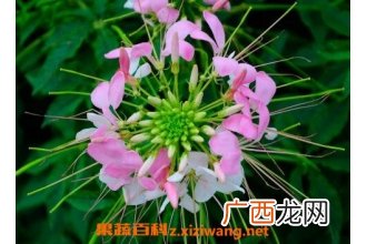 醉蝶花的养殖方法和养殖技巧