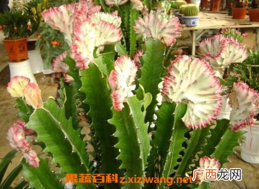 紫叶龙骨花的养殖方法和注意事项