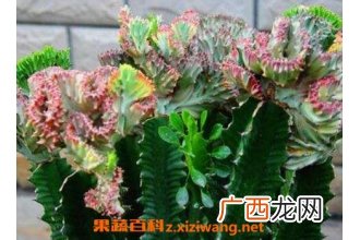 紫叶龙骨花的养殖方法和注意事项