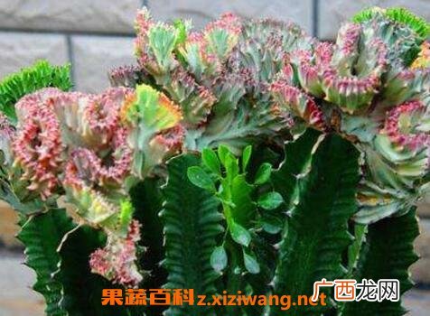 紫叶龙骨花的养殖方法和注意事项