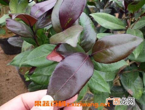 紫叶茶花如何养 紫叶茶花的养殖方法