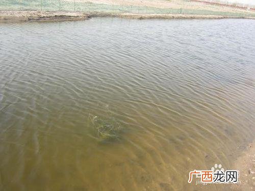 生态养殖的生态效益 微生态养殖