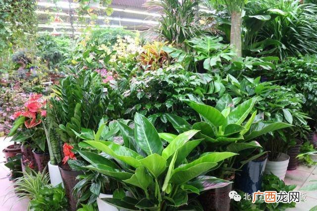我想学养花技术哪里有 我想开个花卉养殖基地