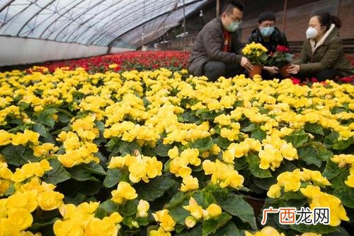 我想学养花技术哪里有 我想开个花卉养殖基地