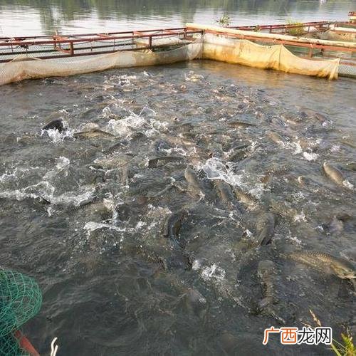 水产养殖网箱 梧州网箱养殖