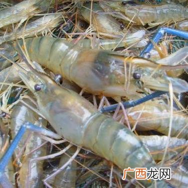 养殖对虾一亩多少成本 小米虾养殖利润