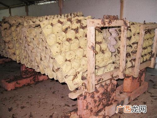 蝎子养殖技术视频教学 蝎子荒山养殖视频