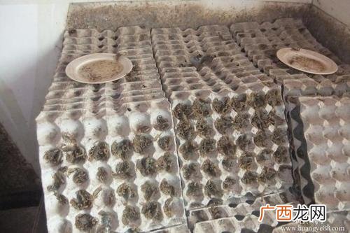 蝎子养殖技术视频教学 蝎子荒山养殖视频