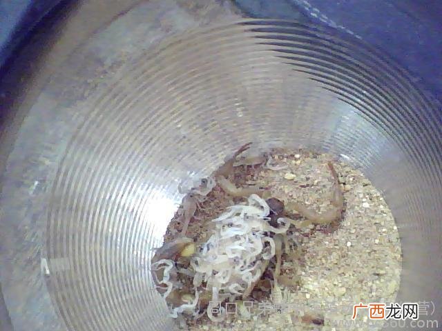 农广天地蝎子养殖视频 蝎子养殖视频大全