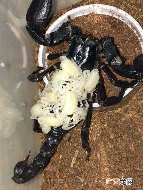 农广天地蝎子养殖视频 蝎子养殖视频大全