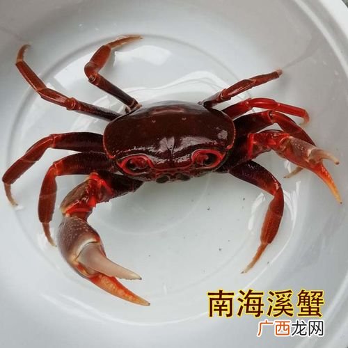 螃蟹幼苗 养殖场螃蟹图片