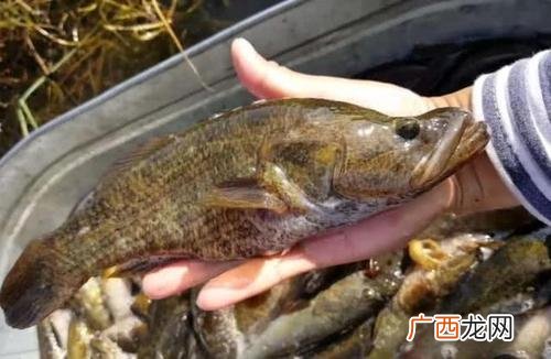 老头鱼养殖致富案例 养殖老头鱼