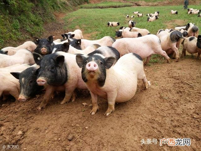 畜牧图片大全 养殖人图片