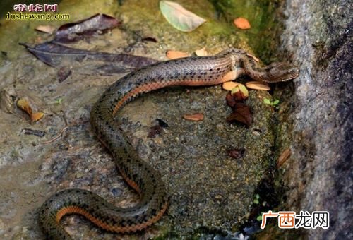 养水蛇怎么养殖技术 养殖水蛇如何过冬