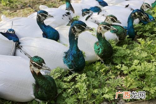 孔雀养殖厂家 野生动物养殖蓝孔雀
