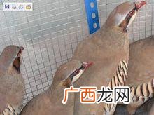 石鸡能自己繁殖吗 野生动物养殖石鸡