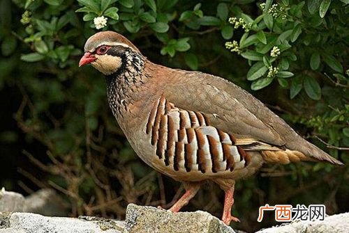 石鸡能自己繁殖吗 野生动物养殖石鸡