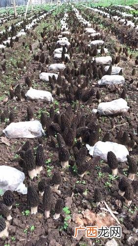 羊肚菌的种植条件 怎样人工养殖羊肚菌