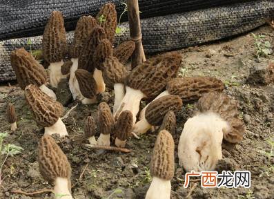 羊肚菌的种植条件 怎样人工养殖羊肚菌