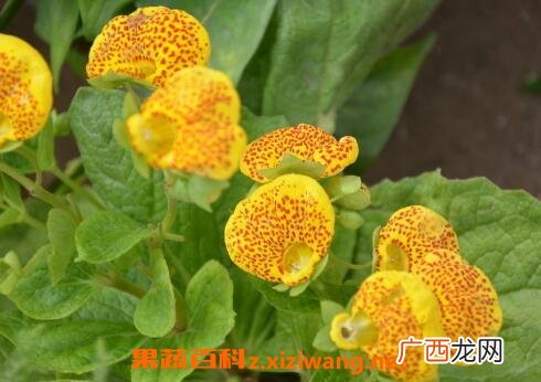 元宝花如何养殖 元宝花养殖方法和技巧