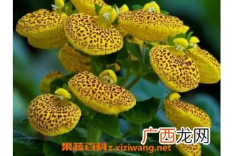 元宝花如何养殖 元宝花养殖方法和技巧