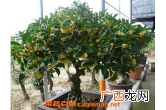 桂花如何室内养殖 在室内养殖桂花方法技巧