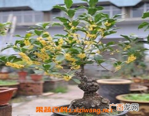 桂花如何室内养殖 在室内养殖桂花方法技巧