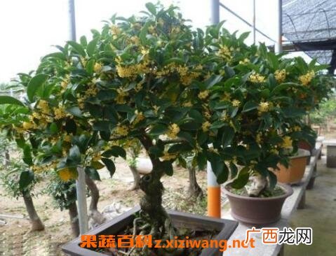 桂花如何室内养殖 在室内养殖桂花方法技巧
