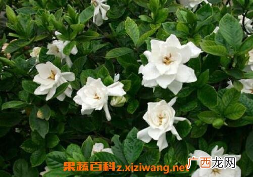 日本栀子花如何养殖 栀子花的养殖方法教程