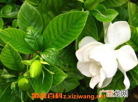 日本栀子花如何养殖 栀子花的养殖方法教程