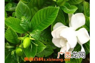 日本栀子花如何养殖 栀子花的养殖方法教程