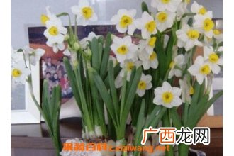 水仙花如何养殖 养殖水仙花的方法技巧