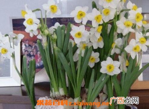 水仙花如何养殖 养殖水仙花的方法技巧