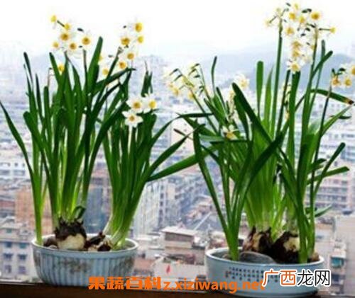 水仙花如何养殖 养殖水仙花的方法技巧