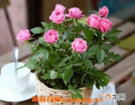 盆栽玫瑰花如何养殖 盆栽玫瑰花的方法技巧