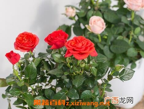 盆栽玫瑰花如何养殖 盆栽玫瑰花的方法技巧