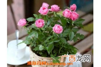 盆栽玫瑰花如何养殖 盆栽玫瑰花的方法技巧
