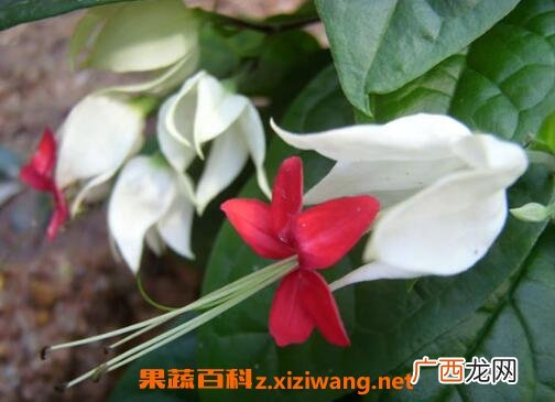 龙吐珠花怎么养殖 龙吐珠花怎么剪枝繁殖