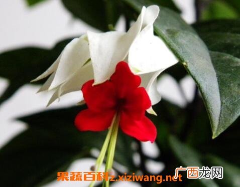 龙吐珠花怎么养殖 龙吐珠花怎么剪枝繁殖