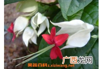 龙吐珠花怎么养殖 龙吐珠花怎么剪枝繁殖