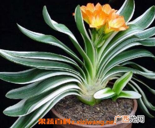 君子兰不开花怎么办 君子兰不开花的解决方法