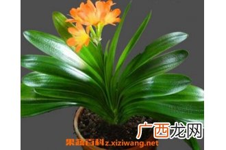 君子兰不开花怎么办 君子兰不开花的解决方法